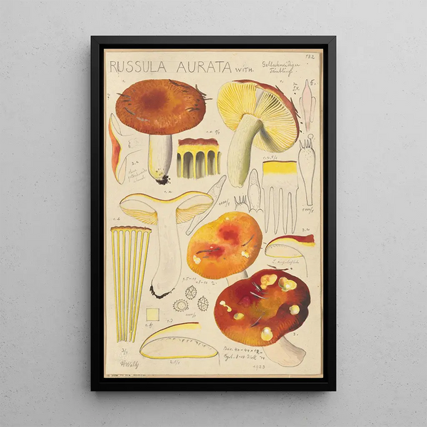 Russula aurata - Hans Baldung — oprawiony obraz na ścianie