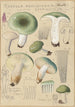 Russula aureginea - Hans Baldung — widok dzieła