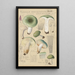 Russula aureginea - Hans Baldung — oprawiony obraz na ścianie