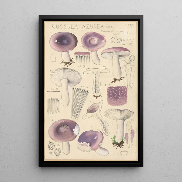 Russula azurea - Hans Baldung — oprawiony obraz na ścianie