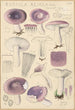 Russula azurea - Hans Baldung — widok dzieła