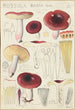 Russula badia - Hans Baldung — widok dzieła