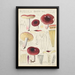 Russula badia - Hans Baldung — oprawiony obraz na ścianie