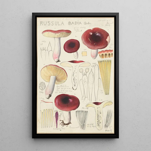 Russula badia - Hans Baldung — oprawiony obraz na ścianie