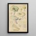Russula citrina Gill - Hans Baldung — oprawiony obraz na ścianie