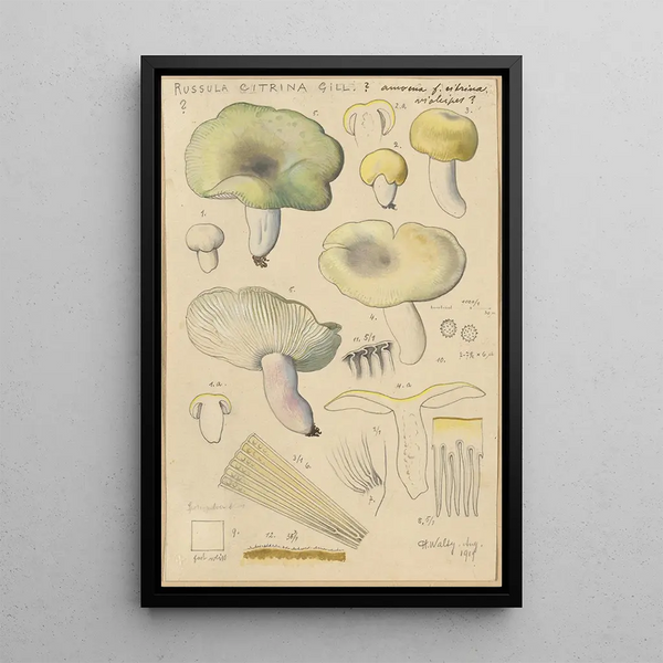 Russula citrina Gill - Hans Baldung — oprawiony obraz na ścianie