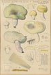 Russula citrina Gill - Hans Baldung — widok dzieła