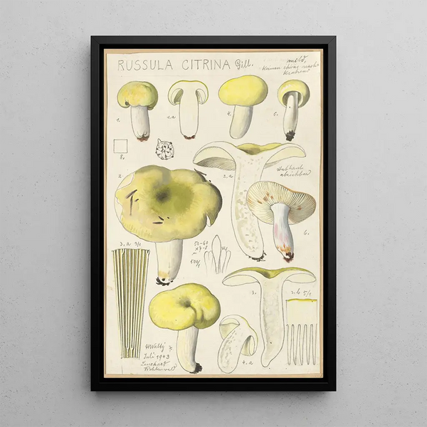 Russula citrina - Hans Baldung — oprawiony obraz na ścianie