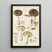 Russula consobrina - Hans Baldung — oprawiony obraz na ścianie