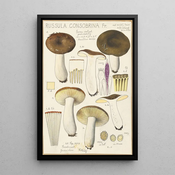 Russula consobrina - Hans Baldung — oprawiony obraz na ścianie