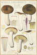 Russula consobrina - Hans Baldung — widok dzieła