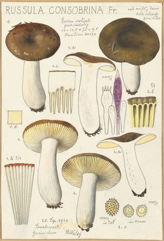 Hans Walty - Russula consobrina.webp