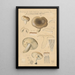 Russula consobrina var sororia - Hans Baldung — oprawiony obraz na ścianie
