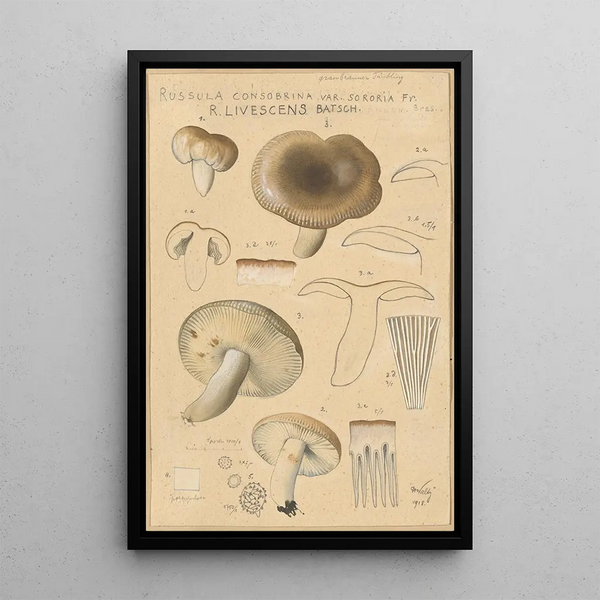 Russula consobrina var sororia - Hans Baldung — oprawiony obraz na ścianie