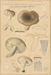Russula consobrina var sororia - Hans Baldung — widok dzieła
