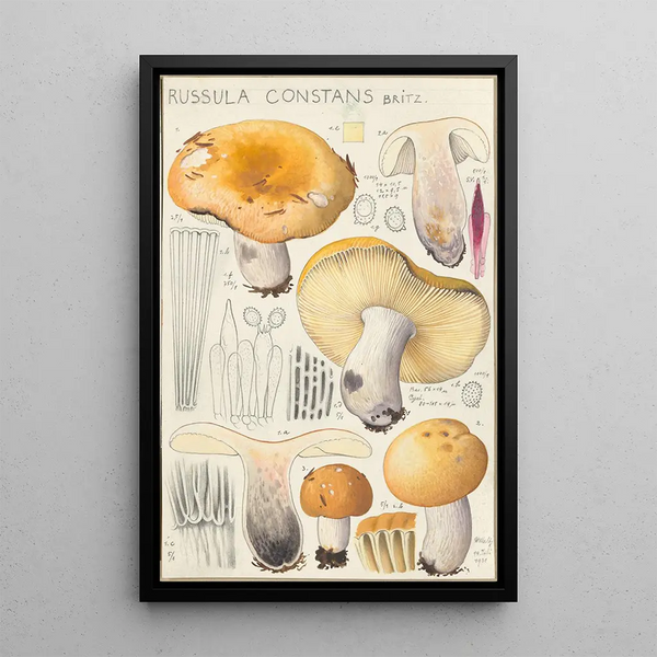 Russula constans - Hans Baldung — oprawiony obraz na ścianie