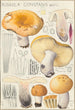 Russula constans - Hans Baldung — widok dzieła