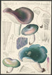 Russula cyanoxantha Schaeffer - Hans Baldung — widok dzieła