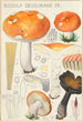 Russula decolorans Fr - Hans Baldung — widok dzieła