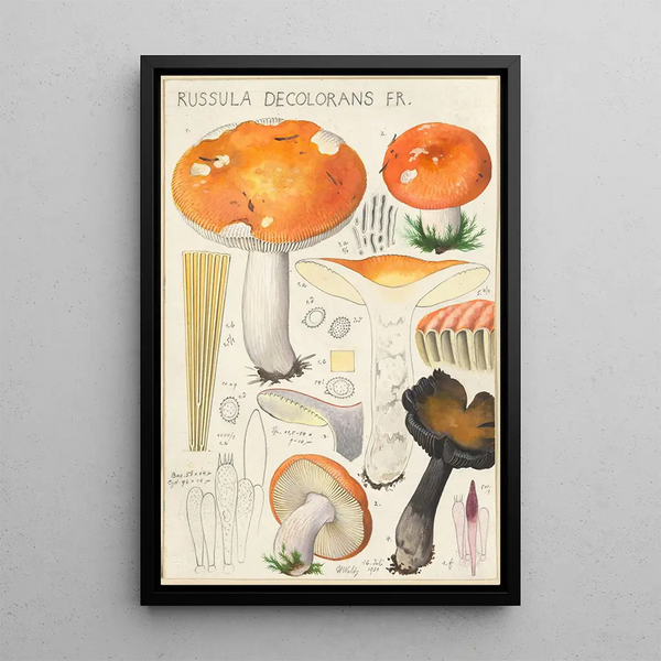 Russula decolorans Fr - Hans Baldung — oprawiony obraz na ścianie