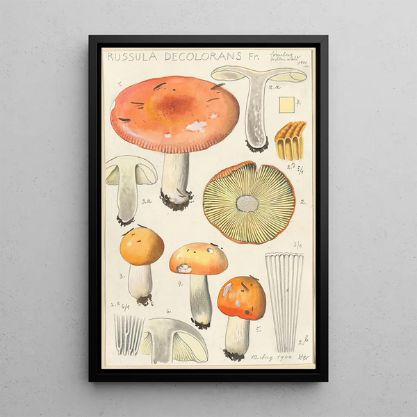 Russula decolorans - Hans Baldung — oprawiony obraz na ścianie