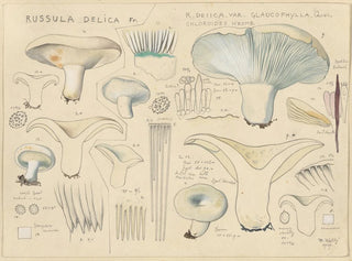Delikatna Russula - Hans Baldung — widok dzieła