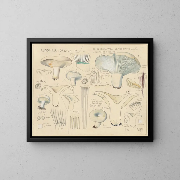 Delikatna Russula - Hans Baldung — oprawiony obraz na ścianie