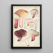 Russula depallens - Hans Baldung — oprawiony obraz na ścianie