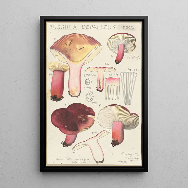 Russula depallens - Hans Baldung — oprawiony obraz na ścianie