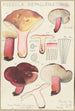 Russula depallens - Hans Baldung — widok dzieła