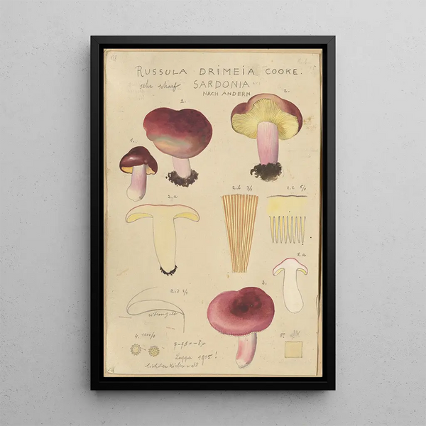 Russula drimeia - Hans Baldung — oprawiony obraz na ścianie