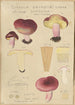 Russula drimeia - Hans Baldung — widok dzieła