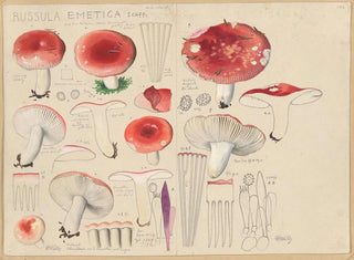 Hans Walty - Russula emetica Schff.webp