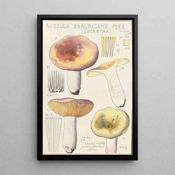 Russula exalbicans - Hans Baldung — oprawiony obraz na ścianie