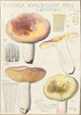 Russula exalbicans - Hans Baldung — widok dzieła
