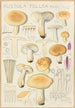 Russula fellea - Hans Baldung — widok dzieła