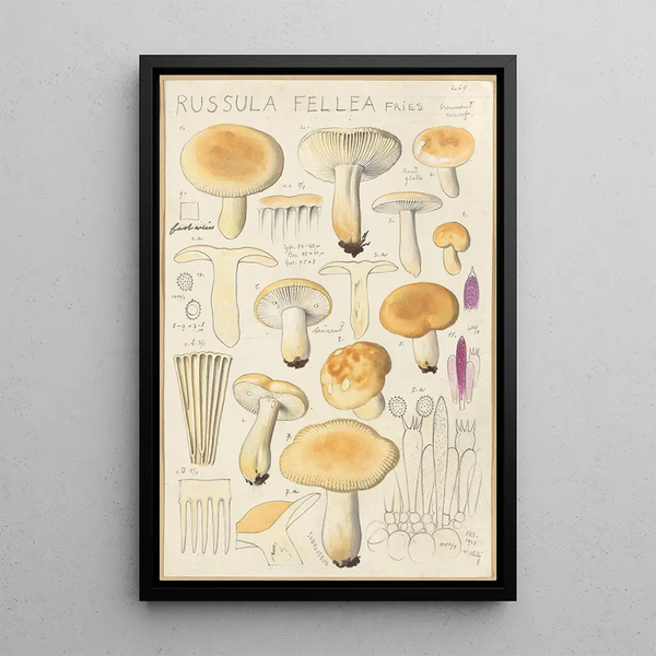 Russula fellea - Hans Baldung — oprawiony obraz na ścianie
