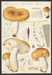 Russula foetens Pers - Hans Baldung — widok dzieła