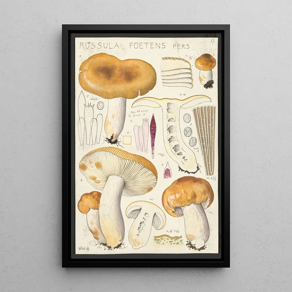 Russula foetens Pers - Hans Baldung — oprawiony obraz na ścianie