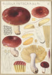 Russula integra - Hans Baldung — widok dzieła
