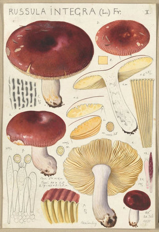 Hans Walty - Russula integra.webp