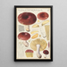 Russula integra - Hans Baldung — oprawiony obraz na ścianie
