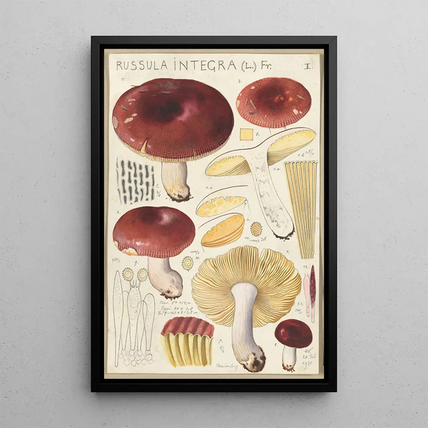 Russula integra - Hans Baldung — oprawiony obraz na ścianie