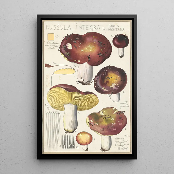 Russula integra L Forma montana - Hans Baldung — oprawiony obraz na ścianie
