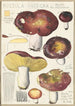Russula integra L Forma montana - Hans Baldung — widok dzieła