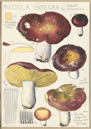 Hans Walty - Russula integra L Forma montana.webp