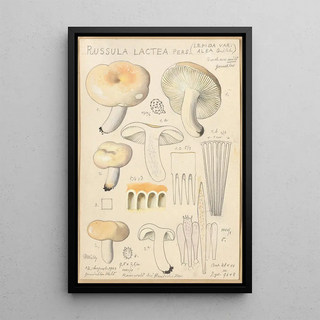 Hans Walty - Russula lactea.webp