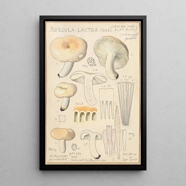 Russula lactea - Hans Baldung — oprawiony obraz na ścianie