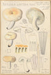 Russula lactea - Hans Baldung — widok dzieła