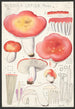 Russula lepida Fries - Hans Baldung — widok dzieła
